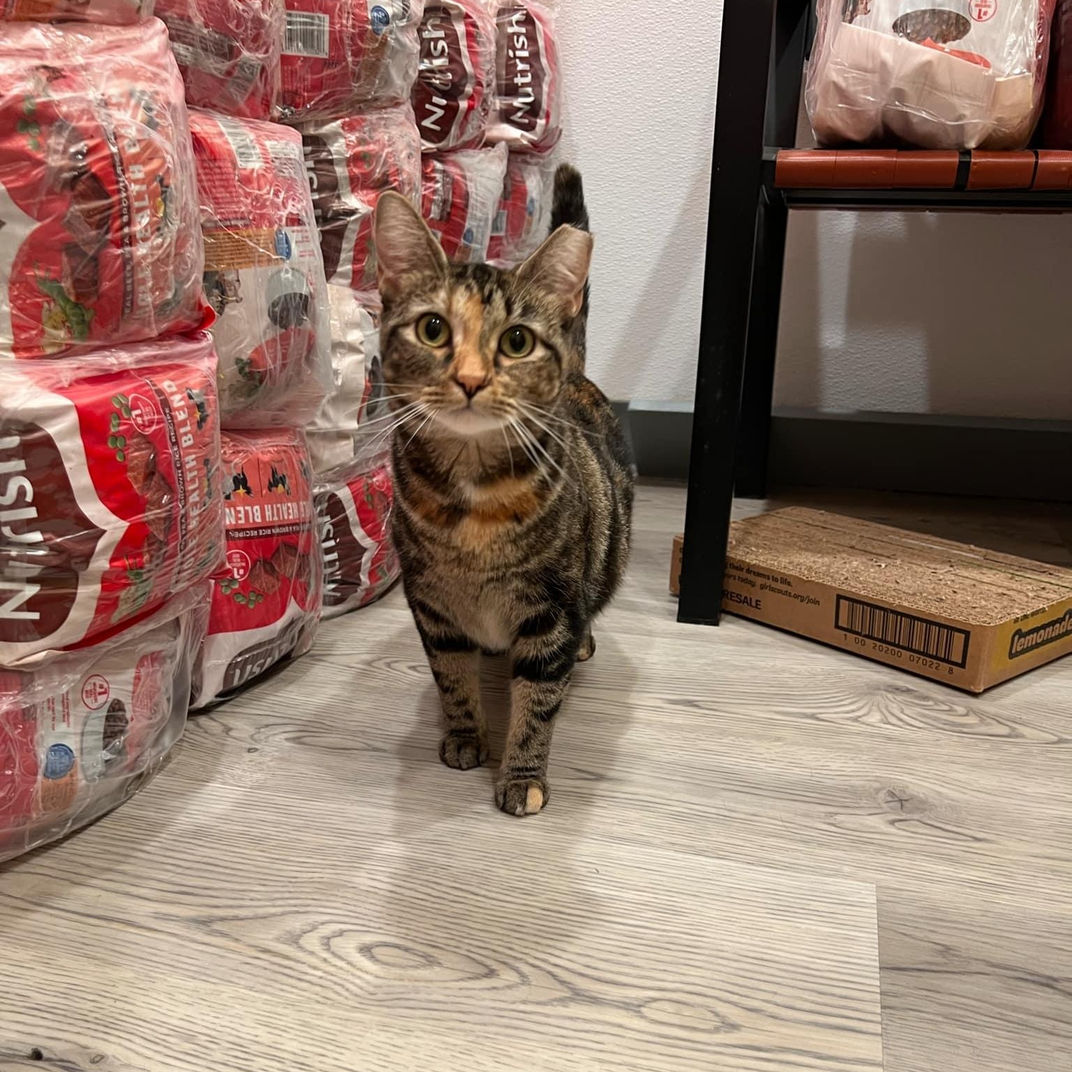 Enlarge Alexandra, a ADOPTABLE Domestic Short Hair in Quincy, IL image 6/6