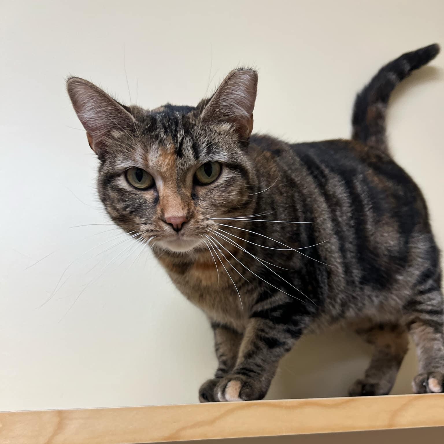 Enlarge Alexandra, a ADOPTABLE Domestic Short Hair in Quincy, IL image 2/6