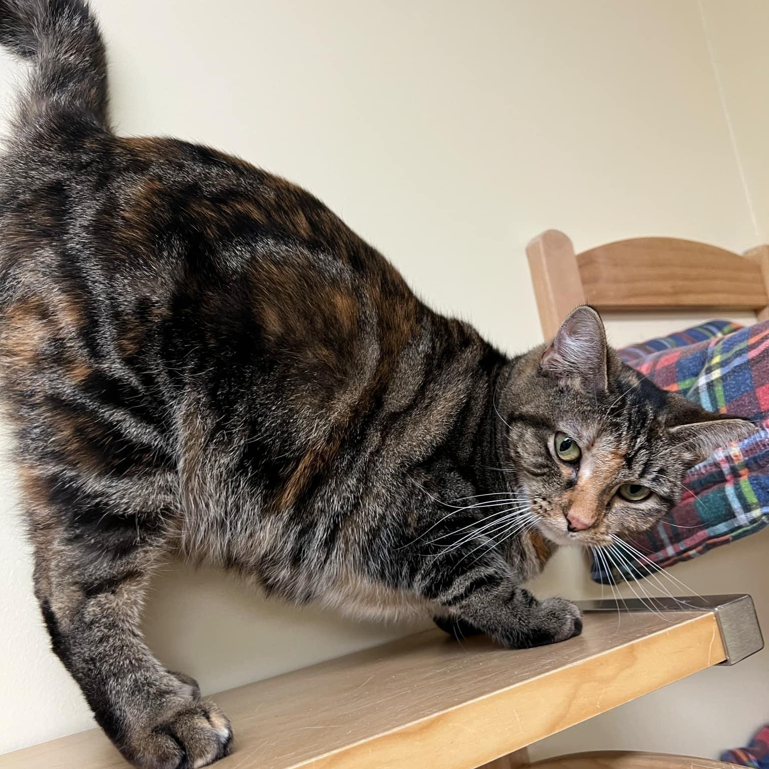 Enlarge Alexandra, a ADOPTABLE Domestic Short Hair in Quincy, IL image 4/6