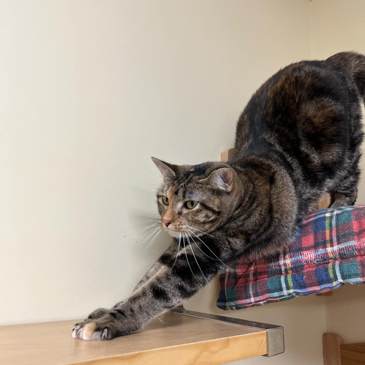 Enlarge Alexandra, a ADOPTABLE Domestic Short Hair in Quincy, IL image 5/6