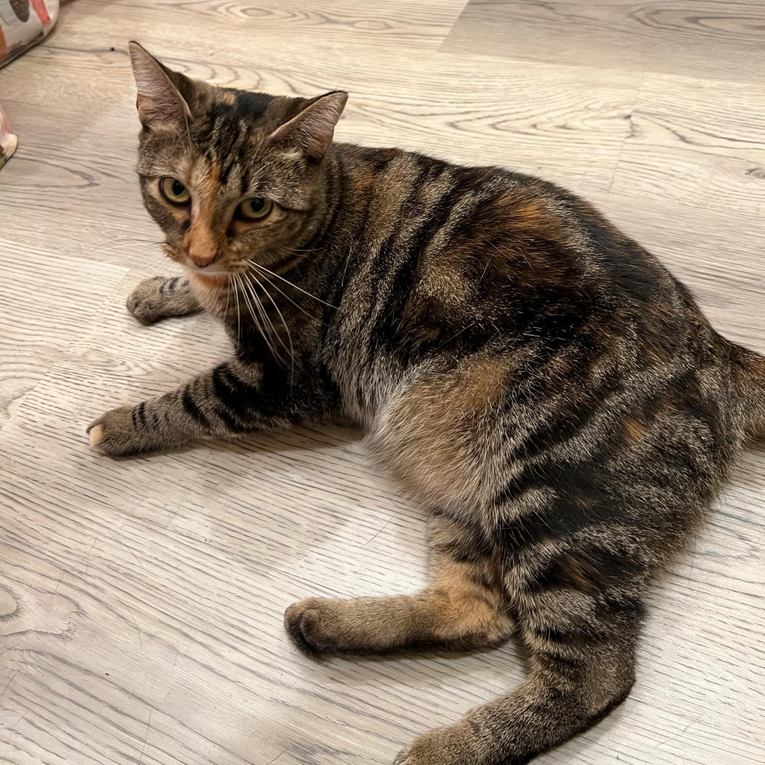 Enlarge Alexandra, a ADOPTABLE Domestic Short Hair in Quincy, IL image 3/6