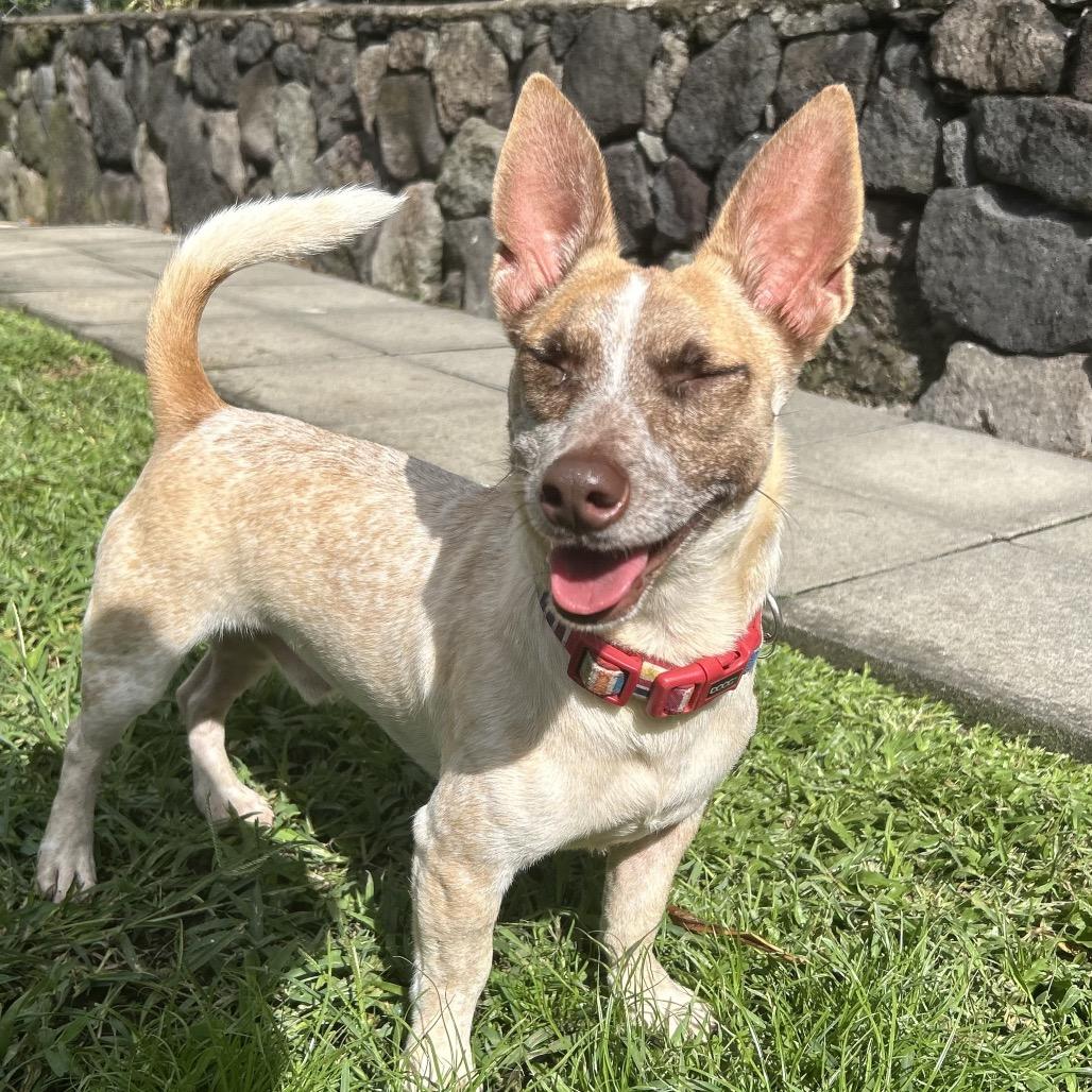 Magpie, Adoptable, Young Male Terrier.