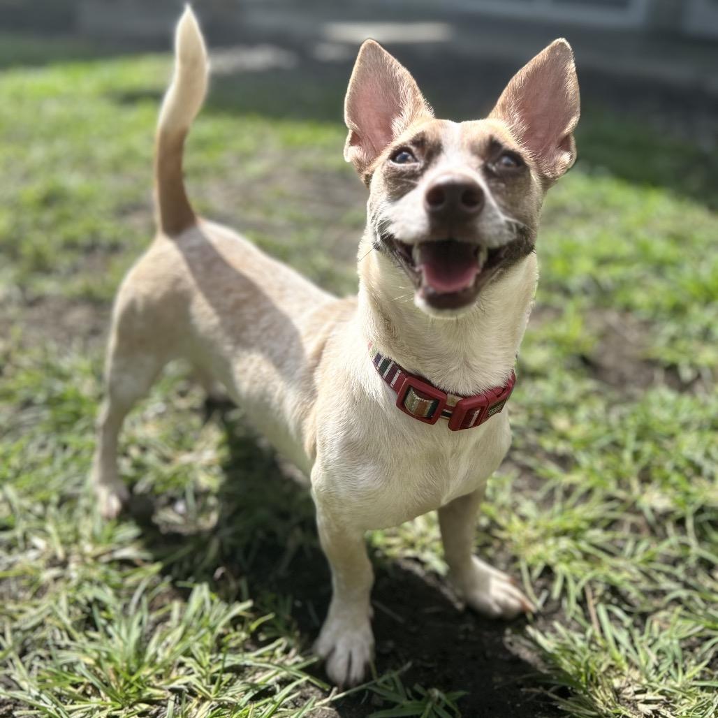 Enlarge Magpie, a Adoptable Terrier in Keaau, HI image 2/6