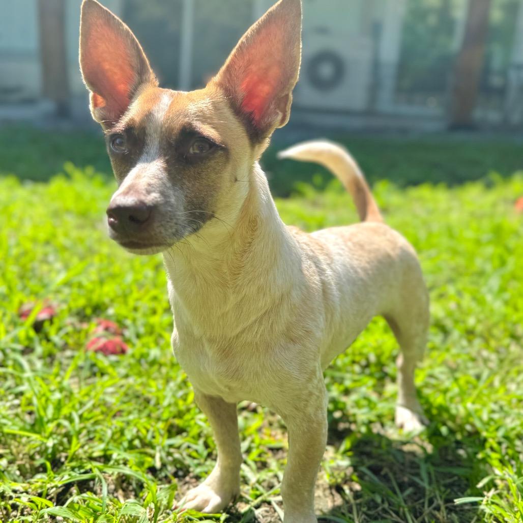 Enlarge Magpie, a Adoptable Terrier in Keaau, HI image 3/6