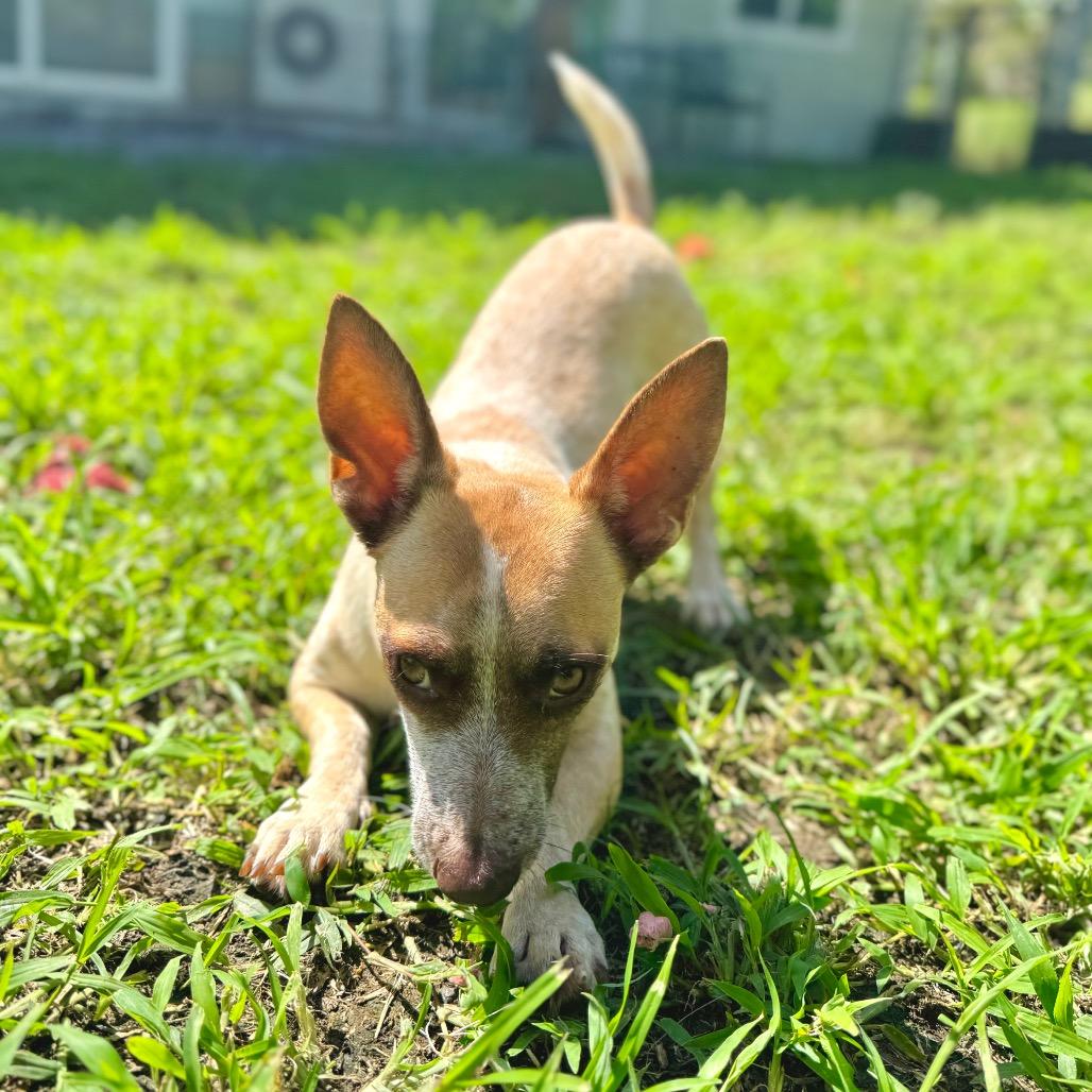 Enlarge Magpie, a Adoptable Terrier in Keaau, HI image 4/6
