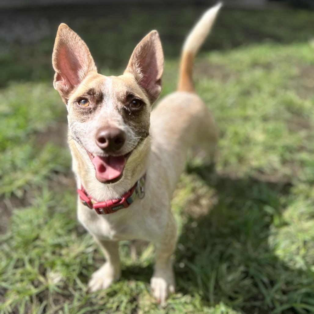 Enlarge Magpie, a Adoptable Terrier in Keaau, HI image 5/6