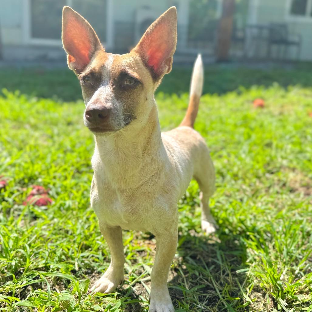 Enlarge Magpie, a Adoptable Terrier in Keaau, HI image 6/6
