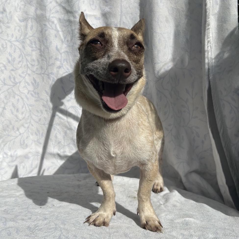 Magpie, Adoptable, Young Male Terrier.