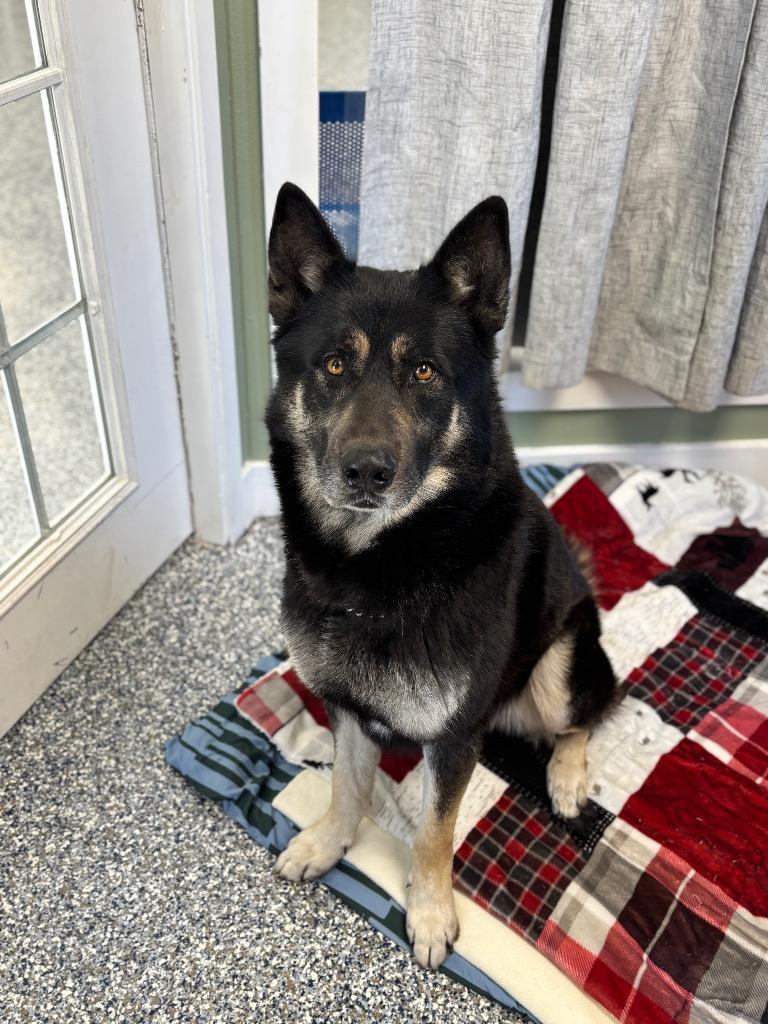 Enlarge Kong, a Adoptable mixed breed in Carthage, MO image 1/1