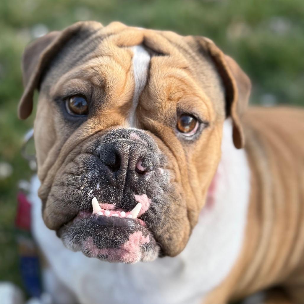 Squishy (dog), Adoptable, Young Female English Bulldog & Beagle.