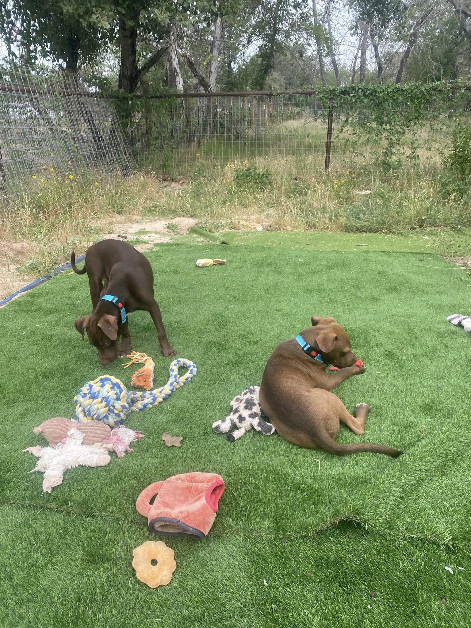 Ann, a Adopted mixed breed in San Antonio, TX image 2/4