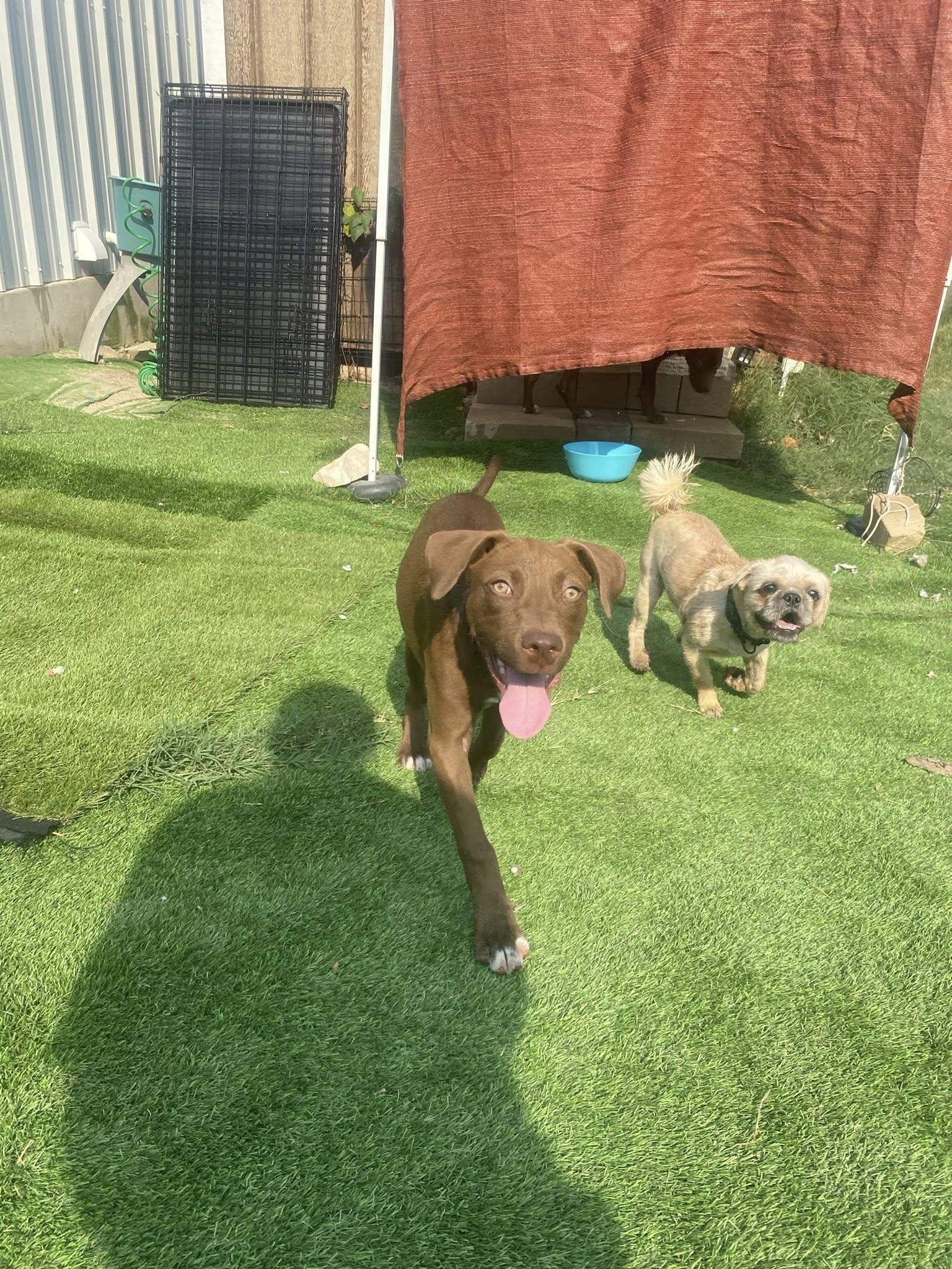 Ann, Adopted, Young Female Labrador Retriever.