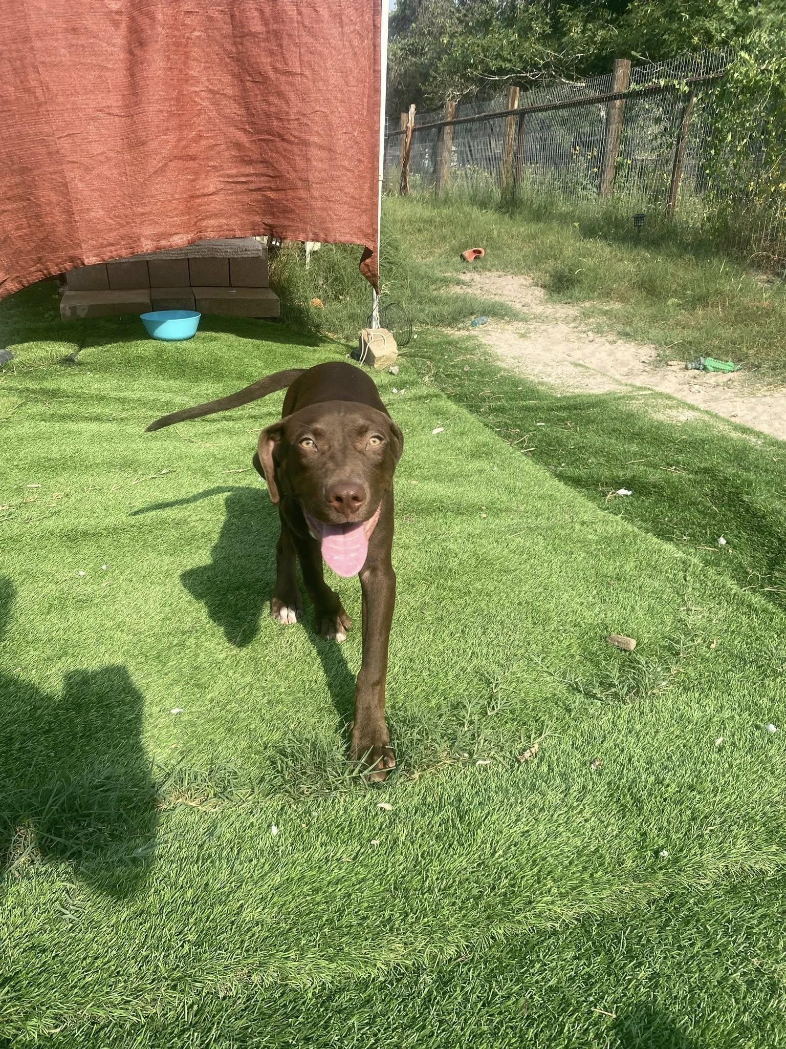 Ann, a Adopted mixed breed in San Antonio, TX image 3/4