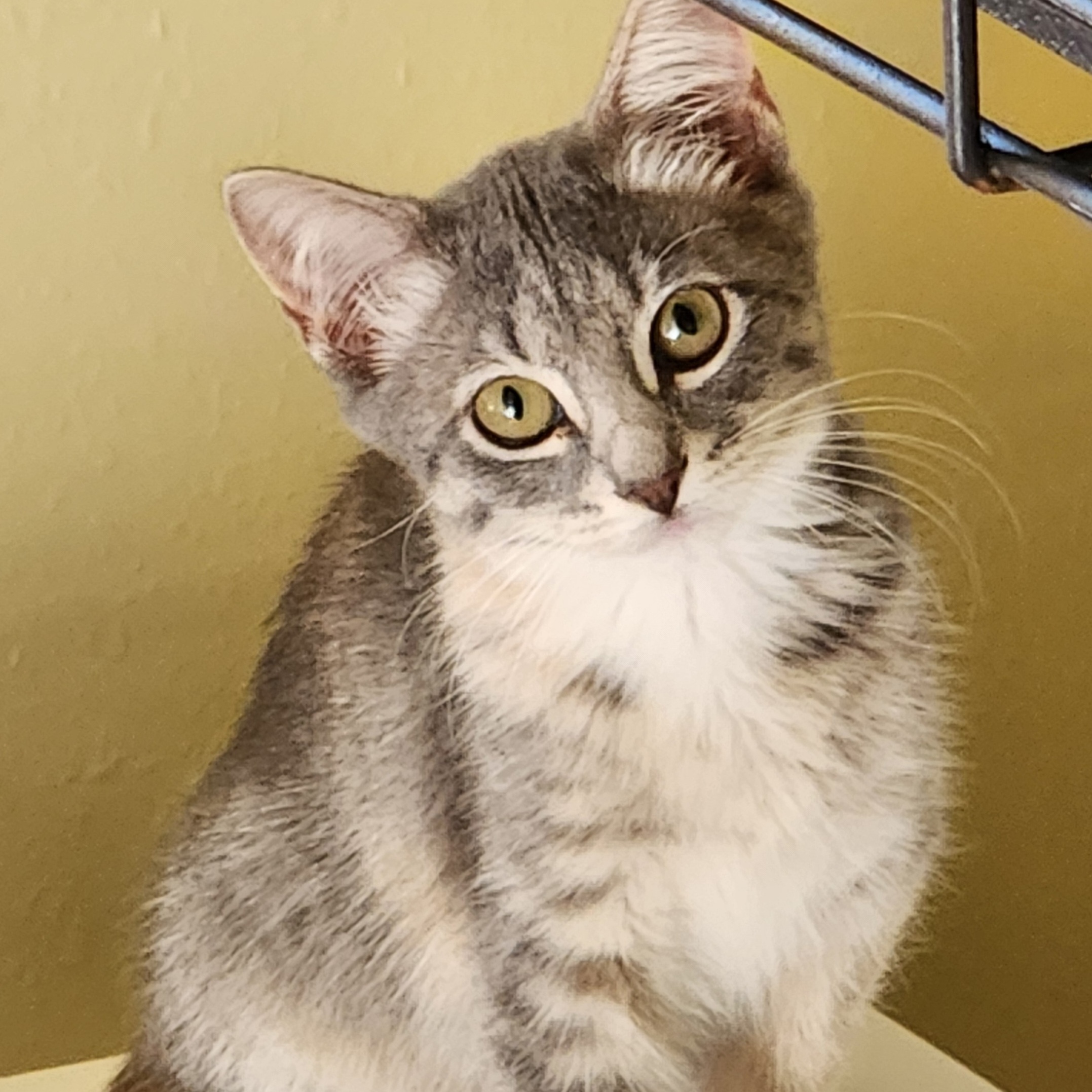 Enlarge Paisley, a Adoptable mixed breed in Magnolia, TX image 2/3