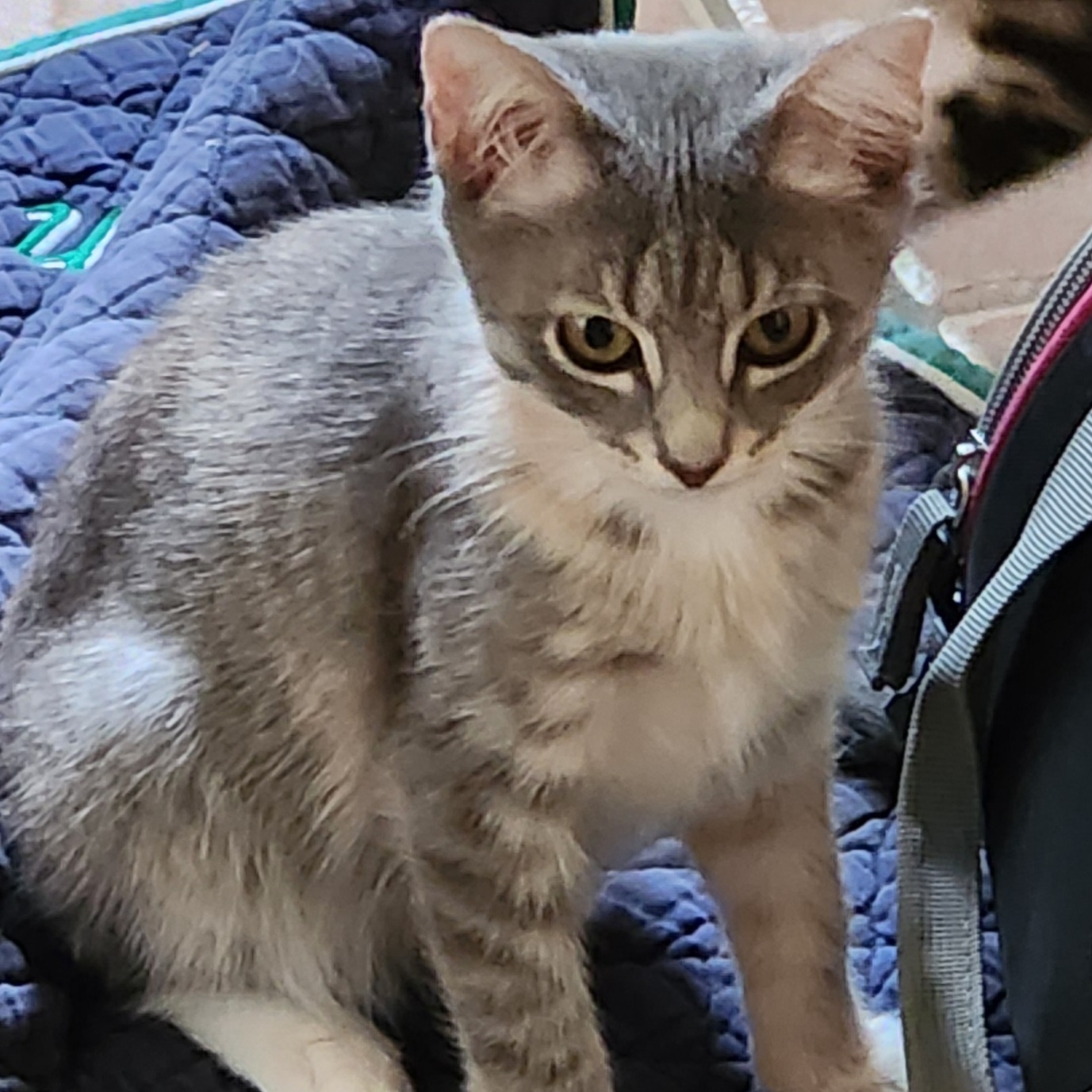 Enlarge Paisley, a Adoptable mixed breed in Magnolia, TX image 3/3