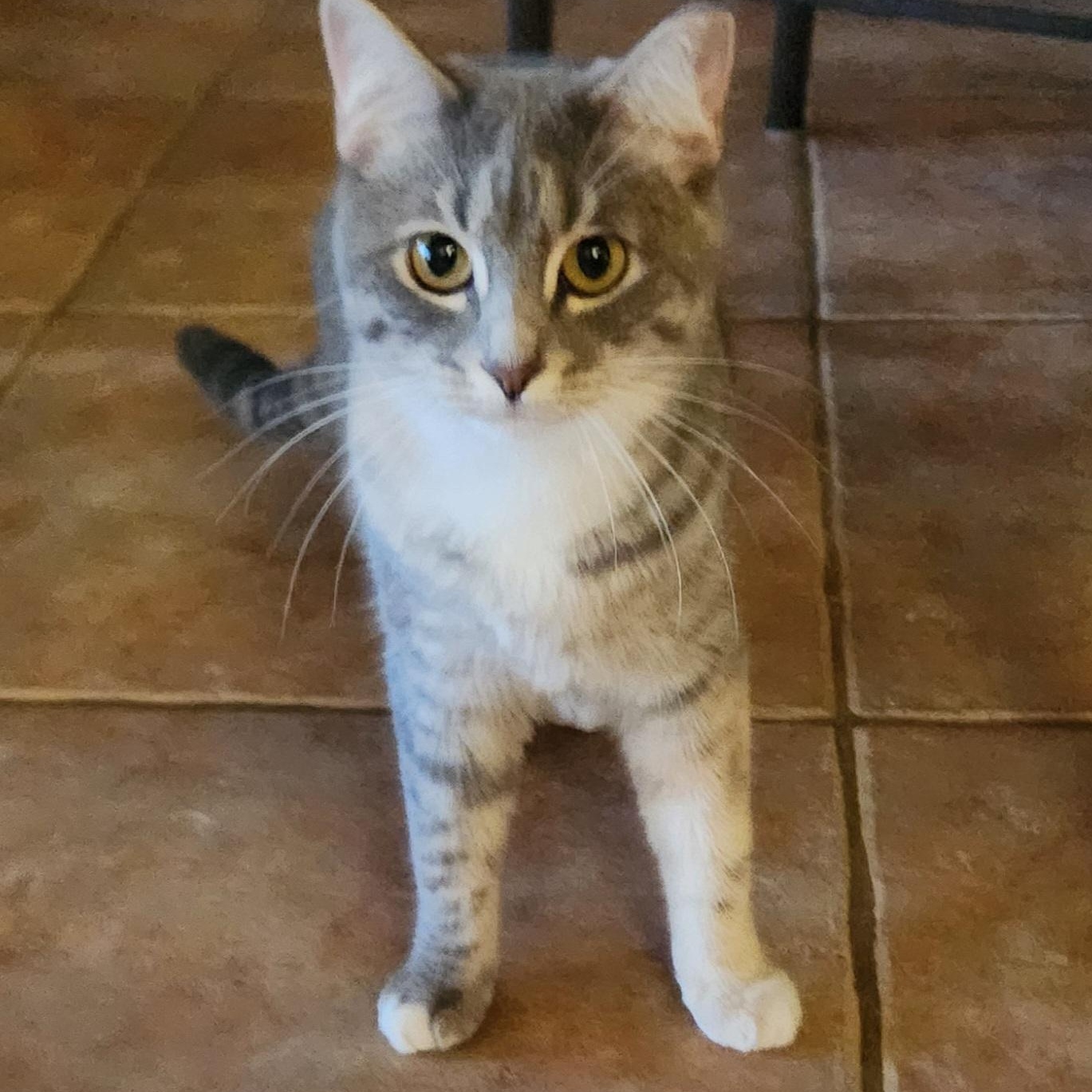 Enlarge Paisley, a Adoptable mixed breed in Magnolia, TX image 1/3