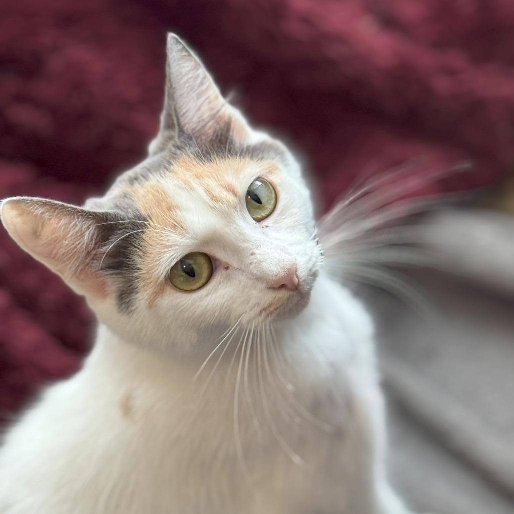 1216 Princess, Adoptable, Adult Female Domestic Short Hair.