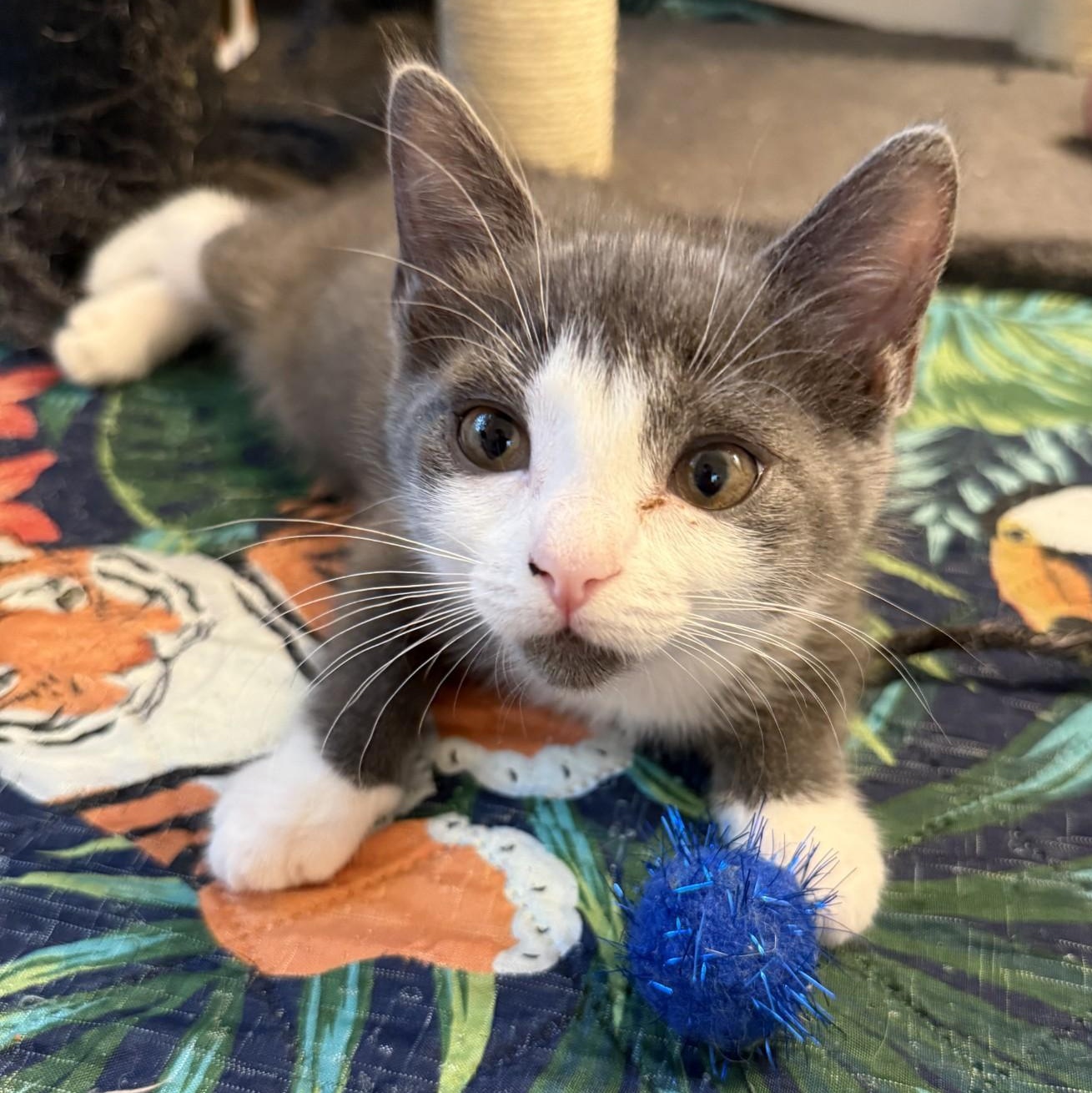 Enlarge Megaphone, a Adopted Domestic Short Hair in Charlotte, NC image 3/6