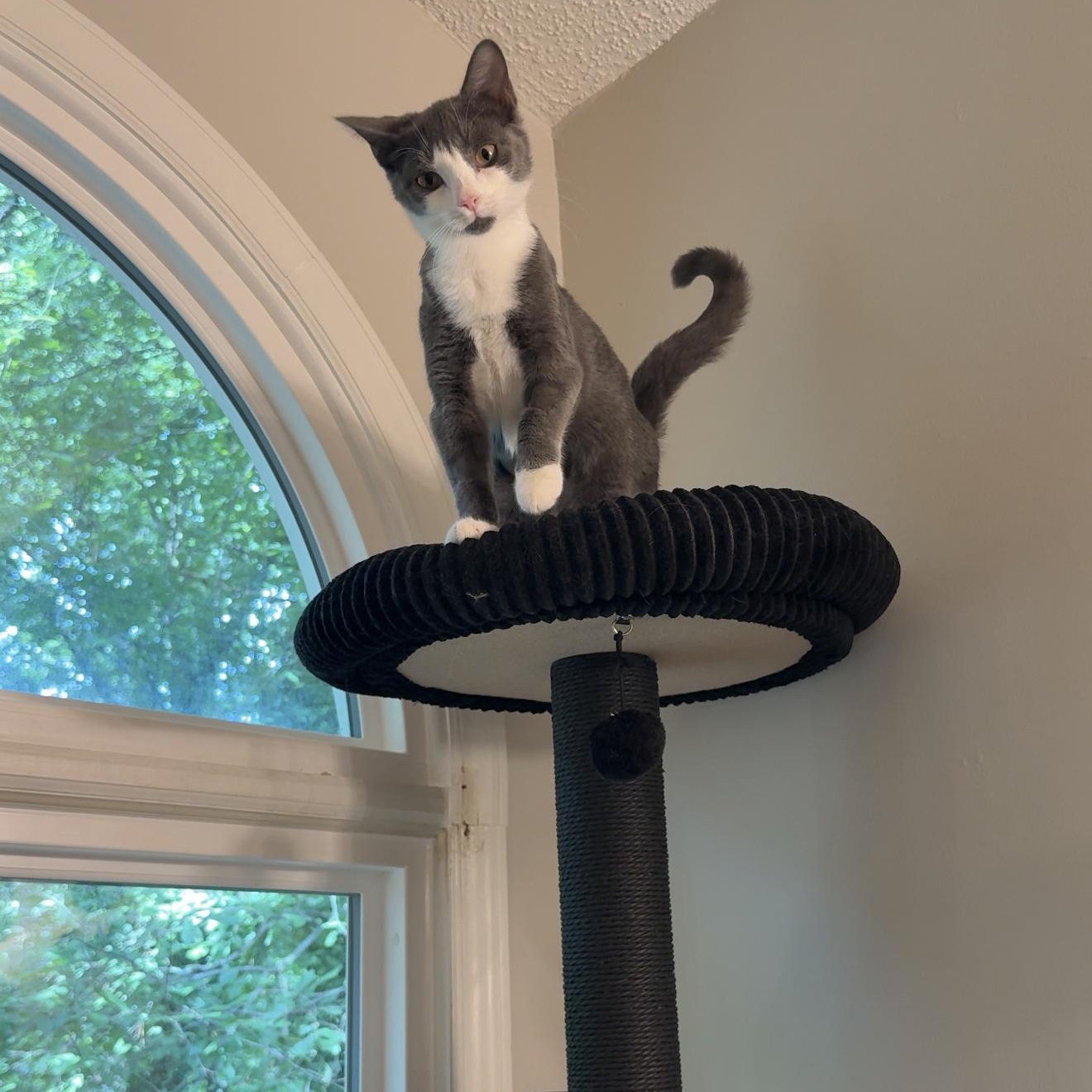 Enlarge Megaphone, a Adopted Domestic Short Hair in Charlotte, NC image 4/6