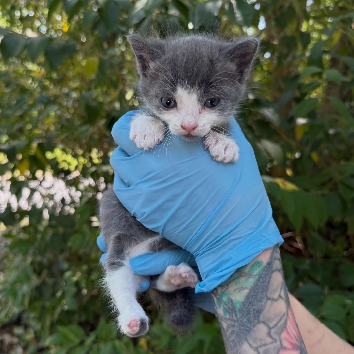 Enlarge Megaphone, a Adopted Domestic Short Hair in Charlotte, NC image 6/6