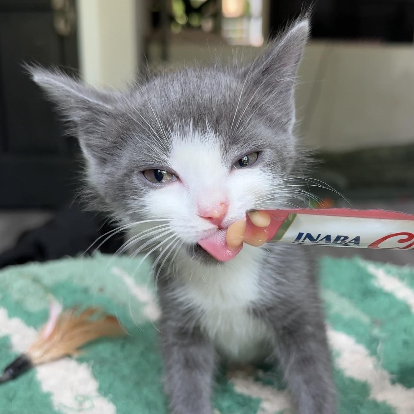 Enlarge Megaphone, a Adopted Domestic Short Hair in Charlotte, NC image 1/6