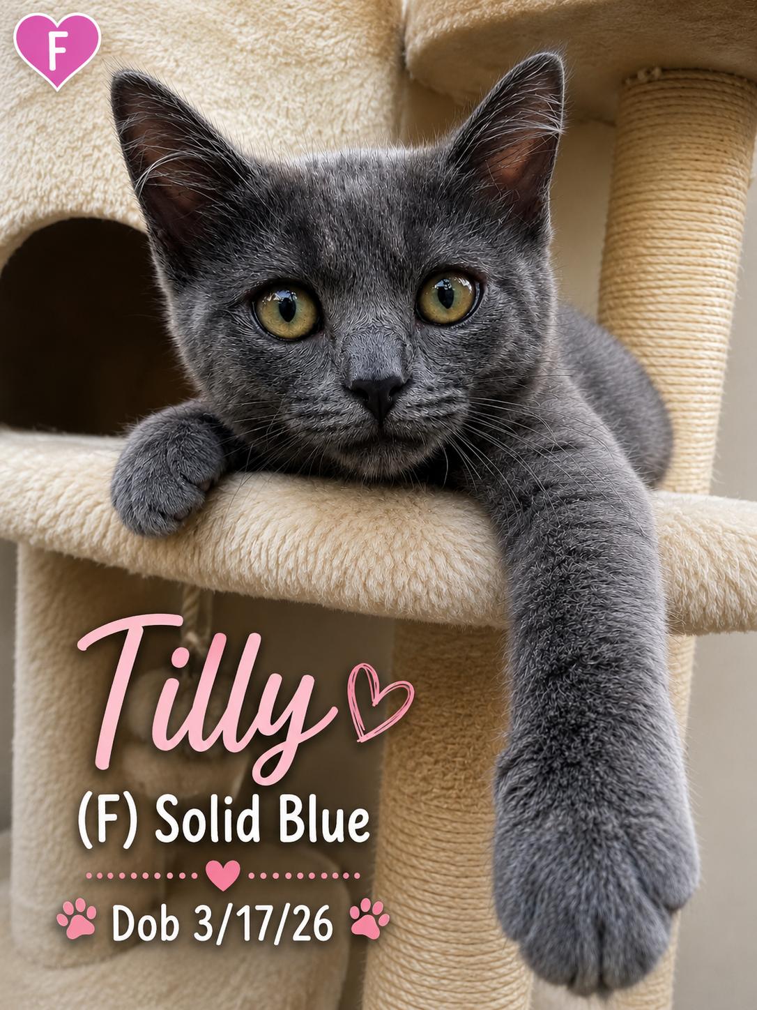 Enlarge Tilly, a Adopted Domestic Short Hair in Morganton, NC image 1/2