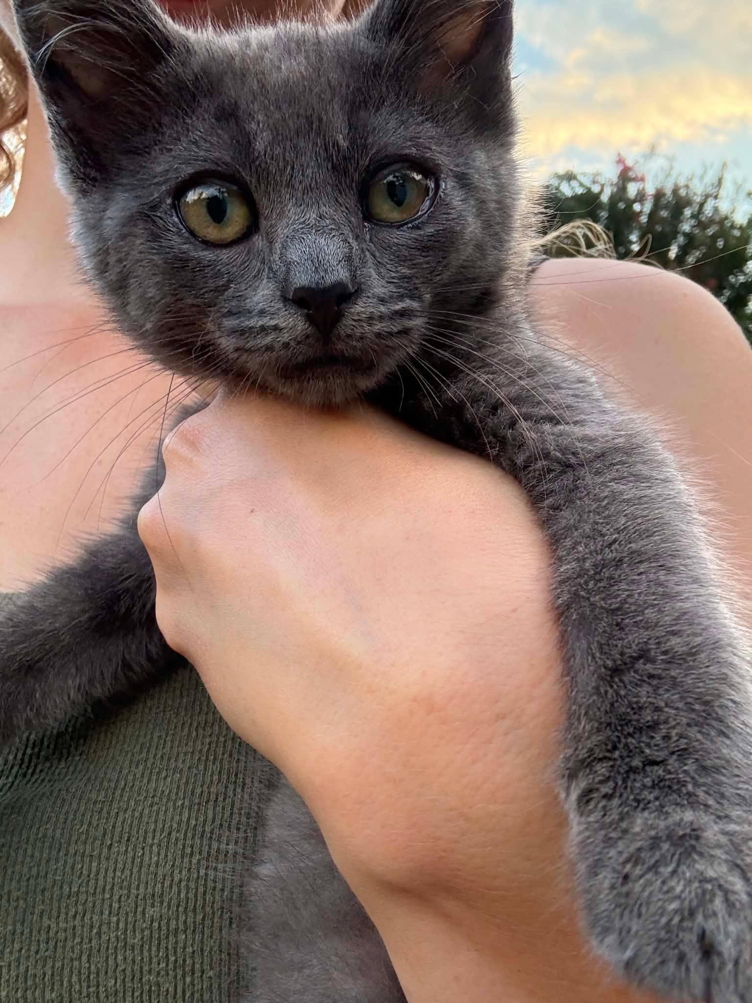 Enlarge Tilly, a Adopted Domestic Short Hair in Morganton, NC image 2/2