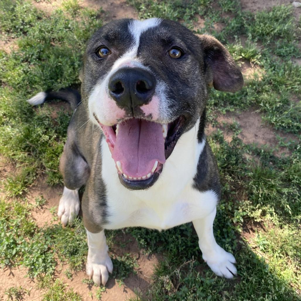 Cash, a Adoptable mixed breed in Stillwater, OK image 1/2