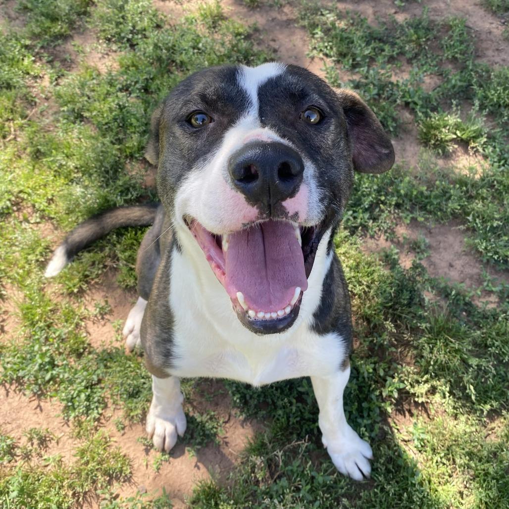 Cash, a Adoptable mixed breed in Stillwater, OK image 2/2
