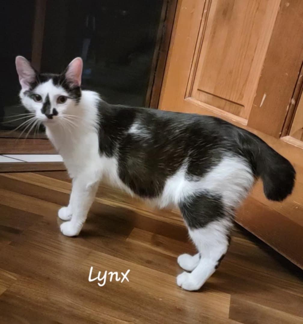 Enlarge Lynx (she's got a bobtail!), a Adoptable Domestic Short Hair in Crown Point, IN image 1/2