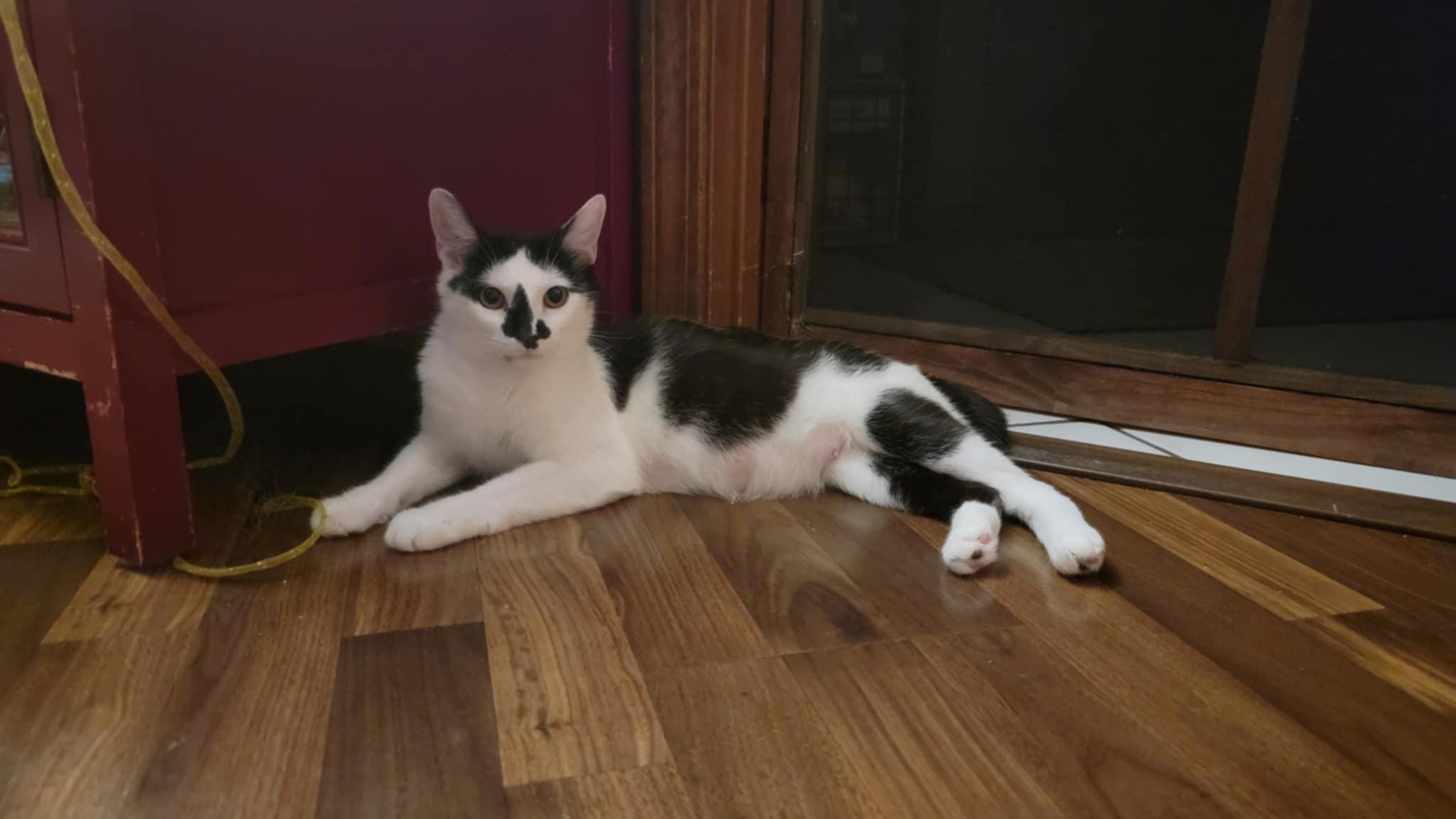 Enlarge Lynx (she's got a bobtail!), a Adoptable Domestic Short Hair in Crown Point, IN image 2/2