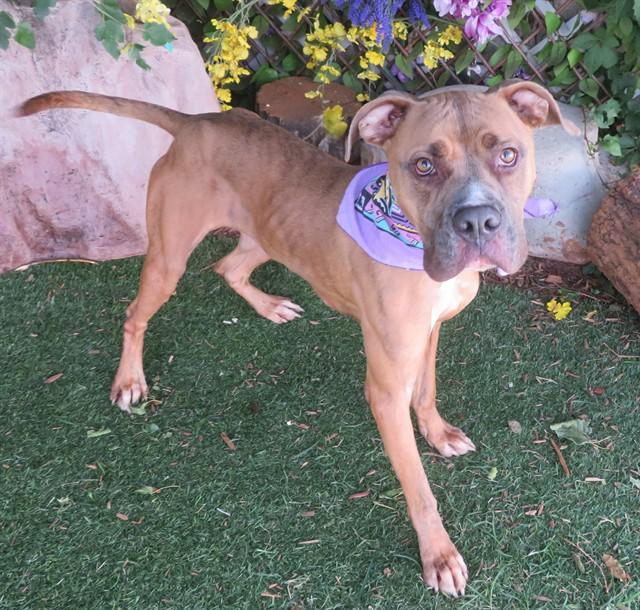 Enlarge RUSTY, a Adoptable mixed breed in Oklahoma City, OK image 1/1