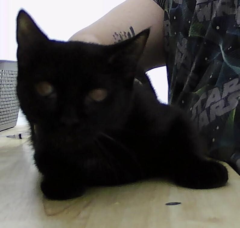 Kiley, Adoptable, Kitten Female Domestic Short Hair.