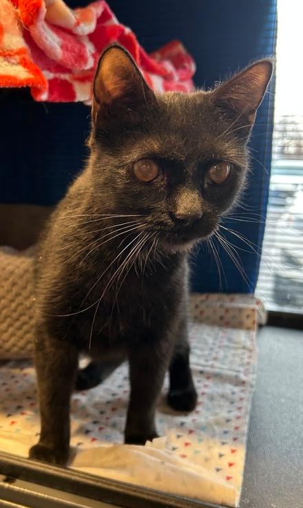Kiley, Adoptable, Kitten Female Domestic Short Hair.