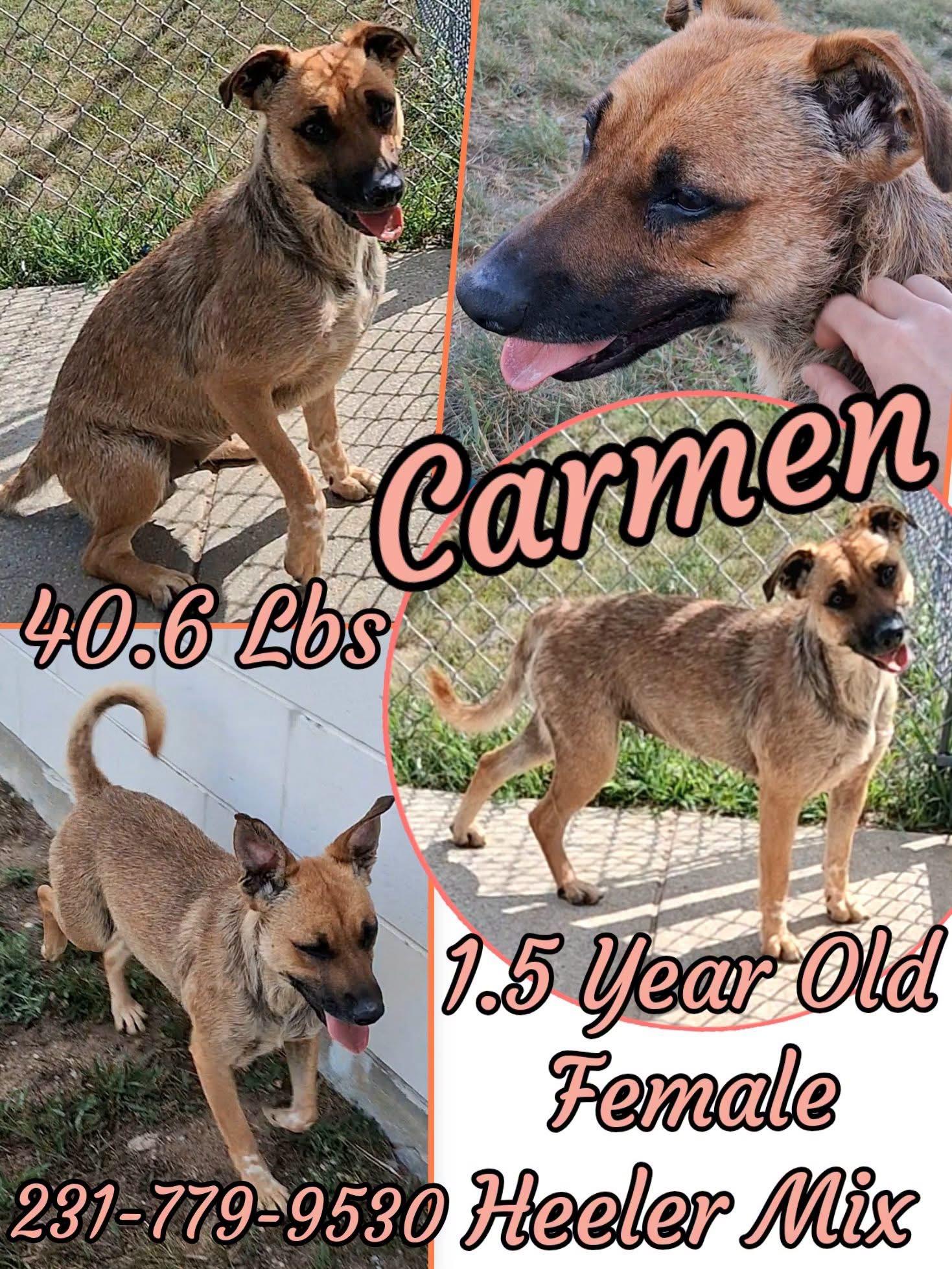 CARMEN, ADOPTABLE, Adult Female Australian Cattle Dog / Blue Heeler.