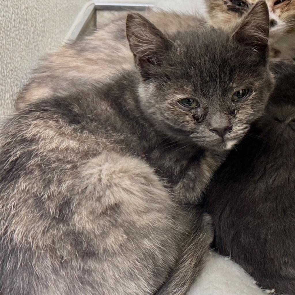 Ruth, Adoptable, Kitten Female Domestic Short Hair.