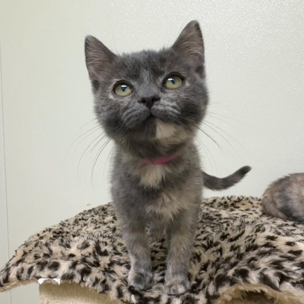 Enlarge Ruth, a Adoptable mixed breed in Cambria, CA image 2/2