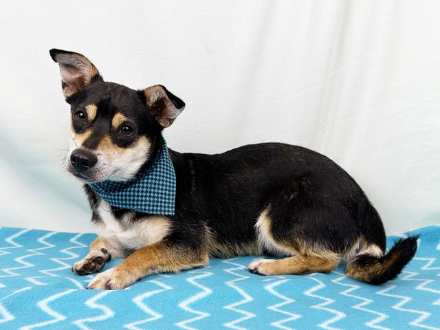 Duke, ADOPTABLE, Young Male Corgi & Chihuahua.