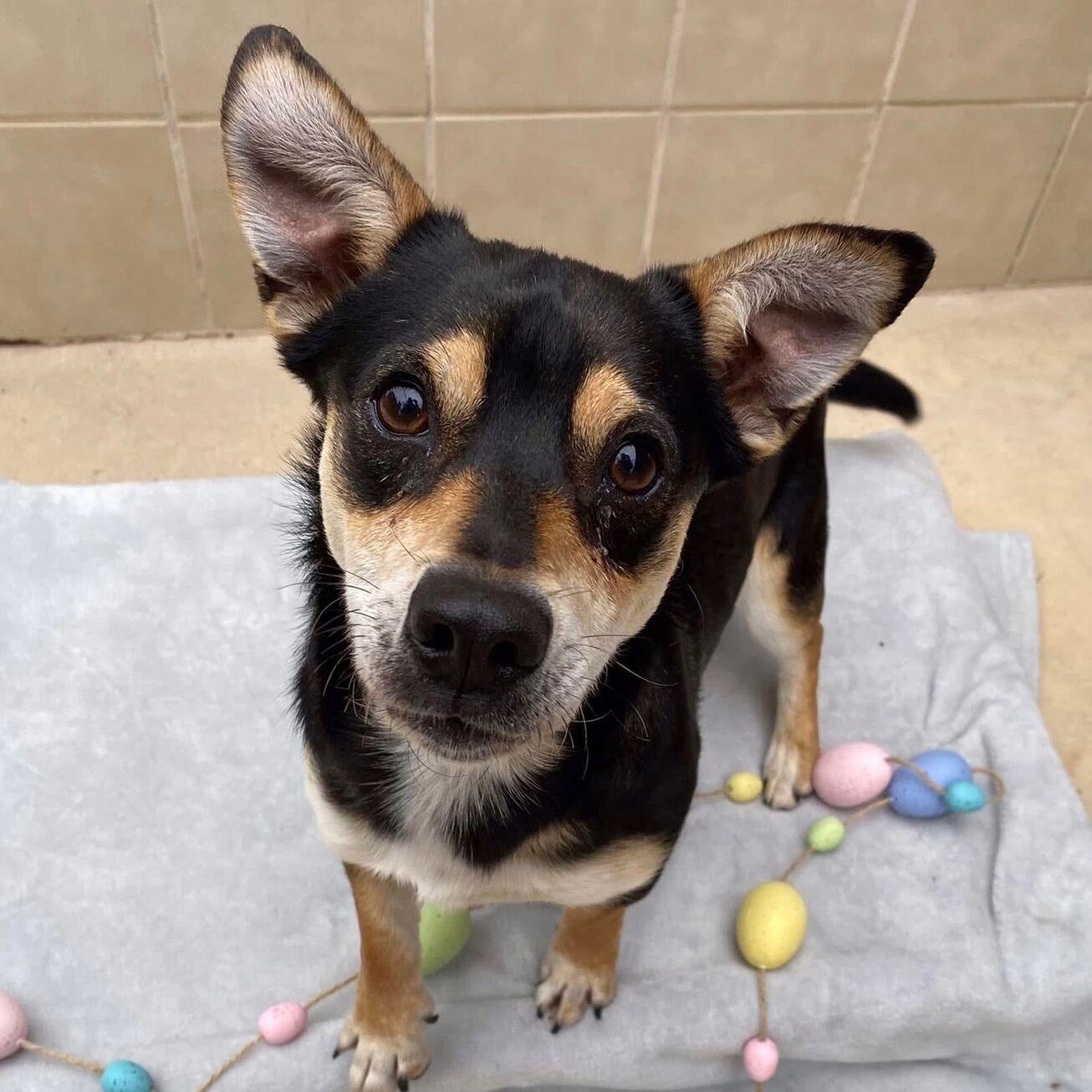 Enlarge Duke, a ADOPTABLE mixed breed in Kerrville, TX image 1/2