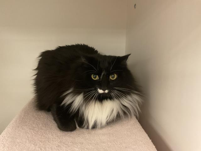 JAZ - ADOPTION PENDING, Adoptable, Adult Female Domestic Long Hair.