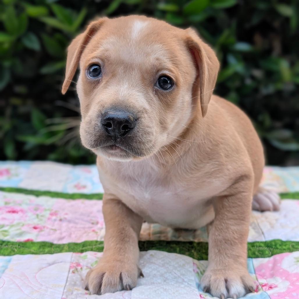 Enlarge Captain Seabreeze 06-0309, a Adoptable mixed breed in Tyrone, GA image 2/6