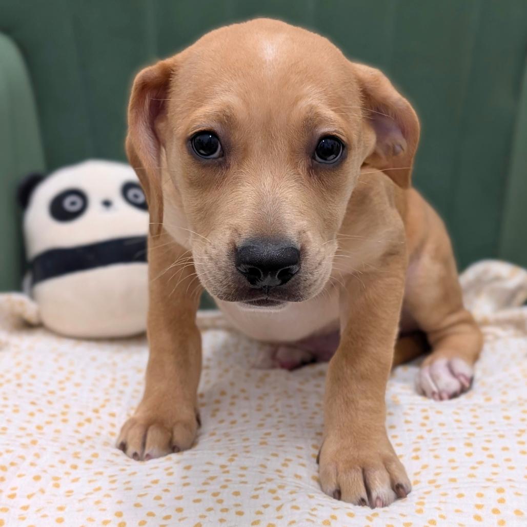 Enlarge Captain Seabreeze 06-0309, a Adoptable mixed breed in Tyrone, GA image 3/6