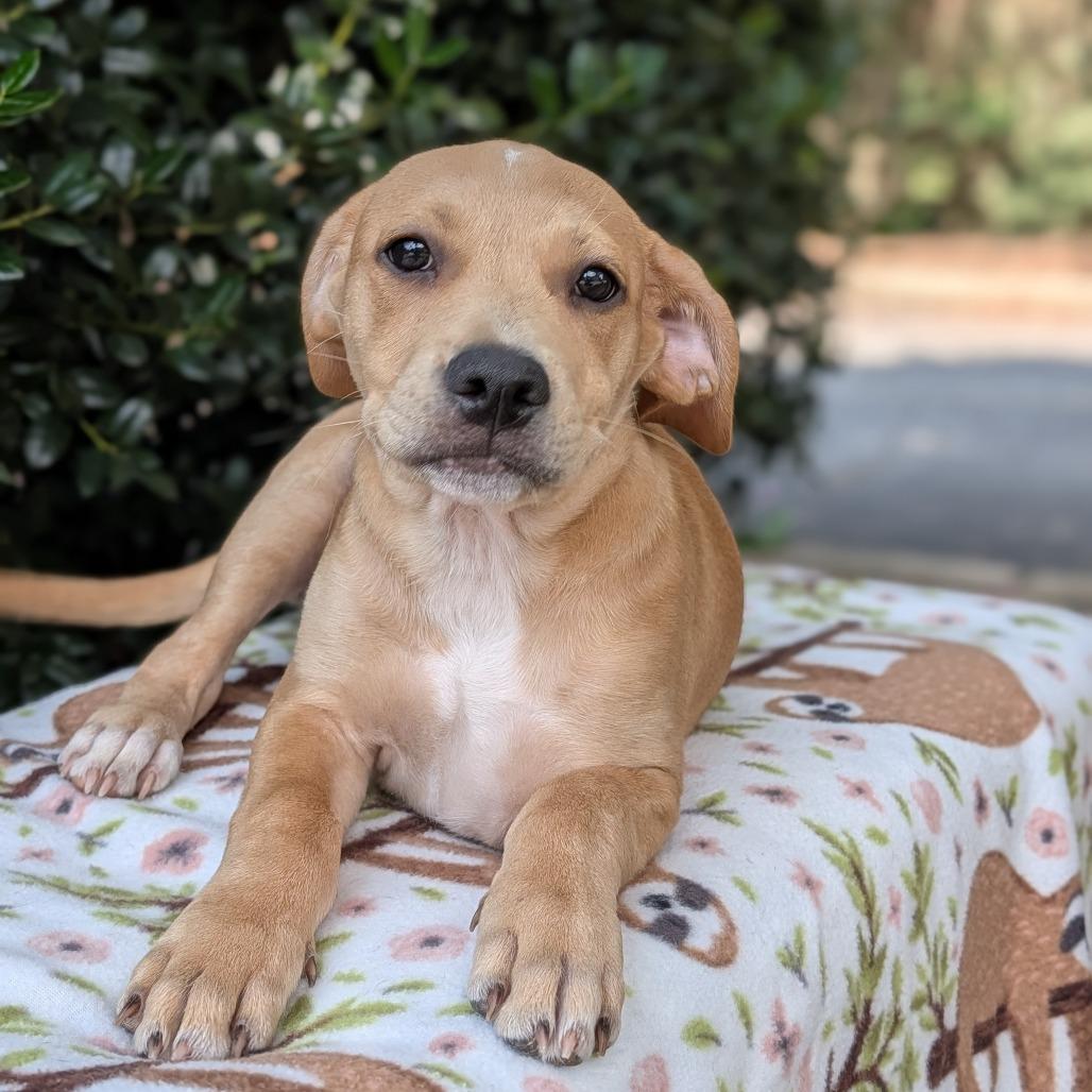Enlarge Captain Seabreeze 06-0309, a Adoptable mixed breed in Tyrone, GA image 4/6