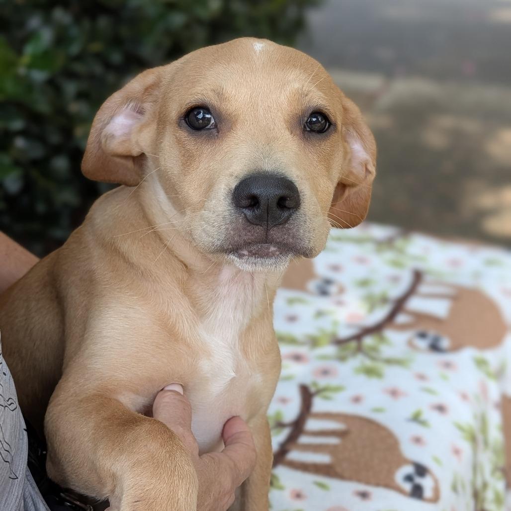 Enlarge Captain Seabreeze 06-0309, a Adoptable mixed breed in Tyrone, GA image 5/6