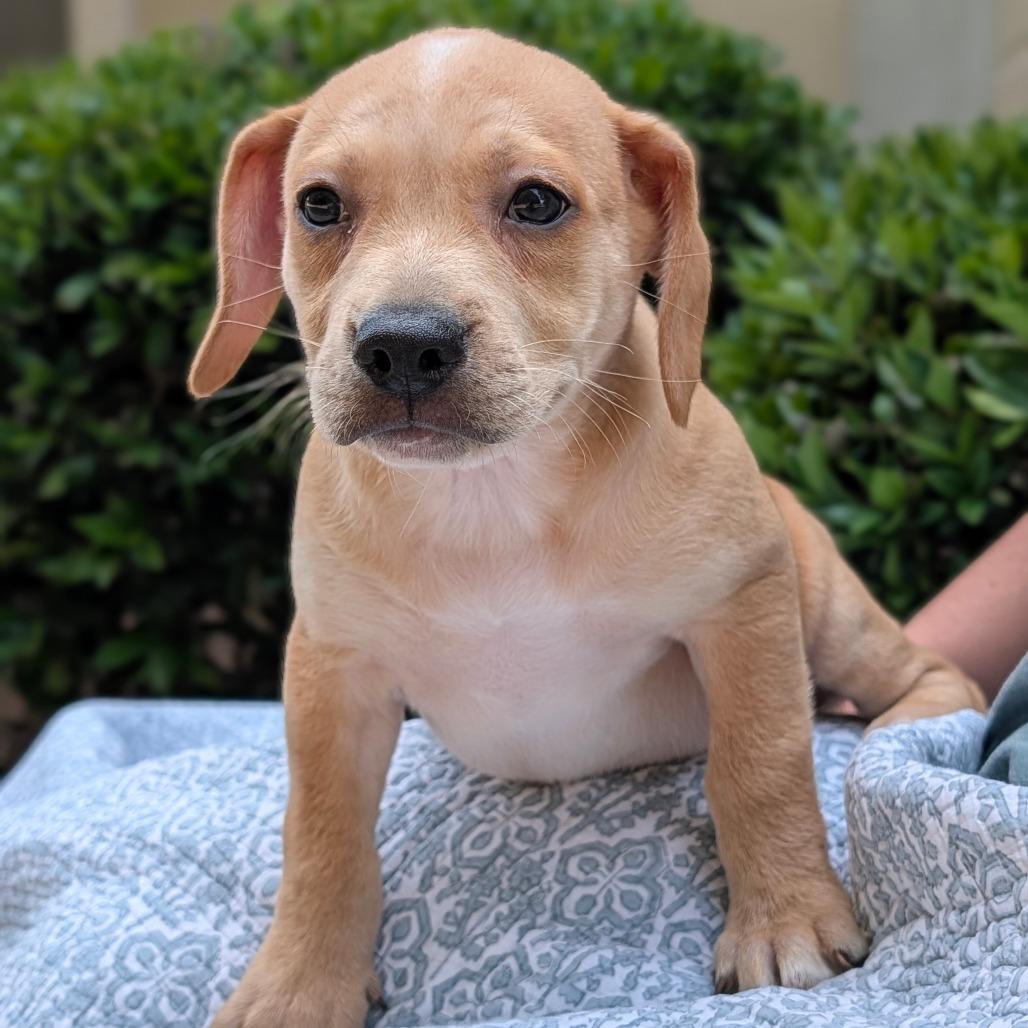 Enlarge Captain Seabreeze 06-0309, a Adoptable mixed breed in Tyrone, GA image 6/6