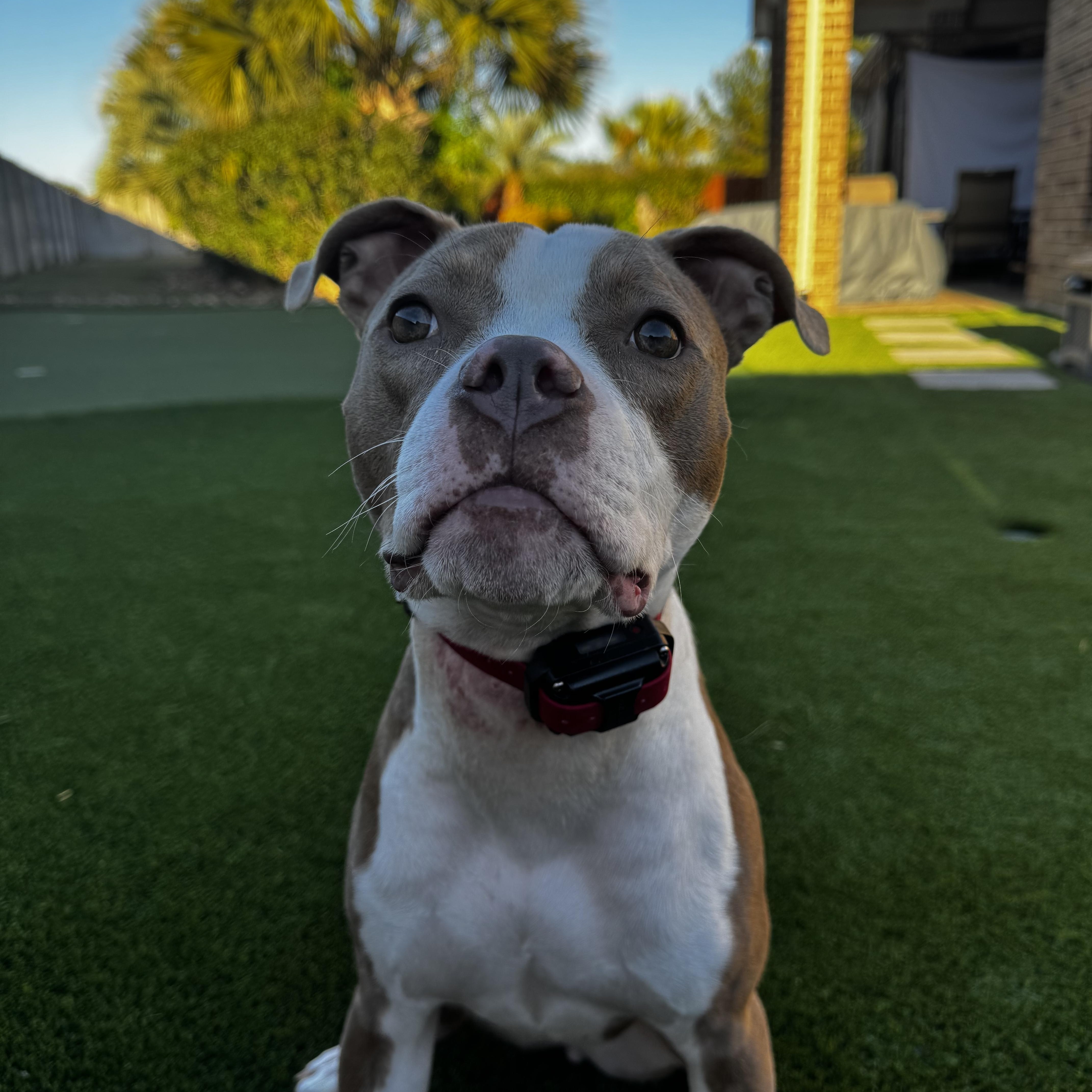 Iris, an adoptable mixed breed in Seattle, WA image 1/5