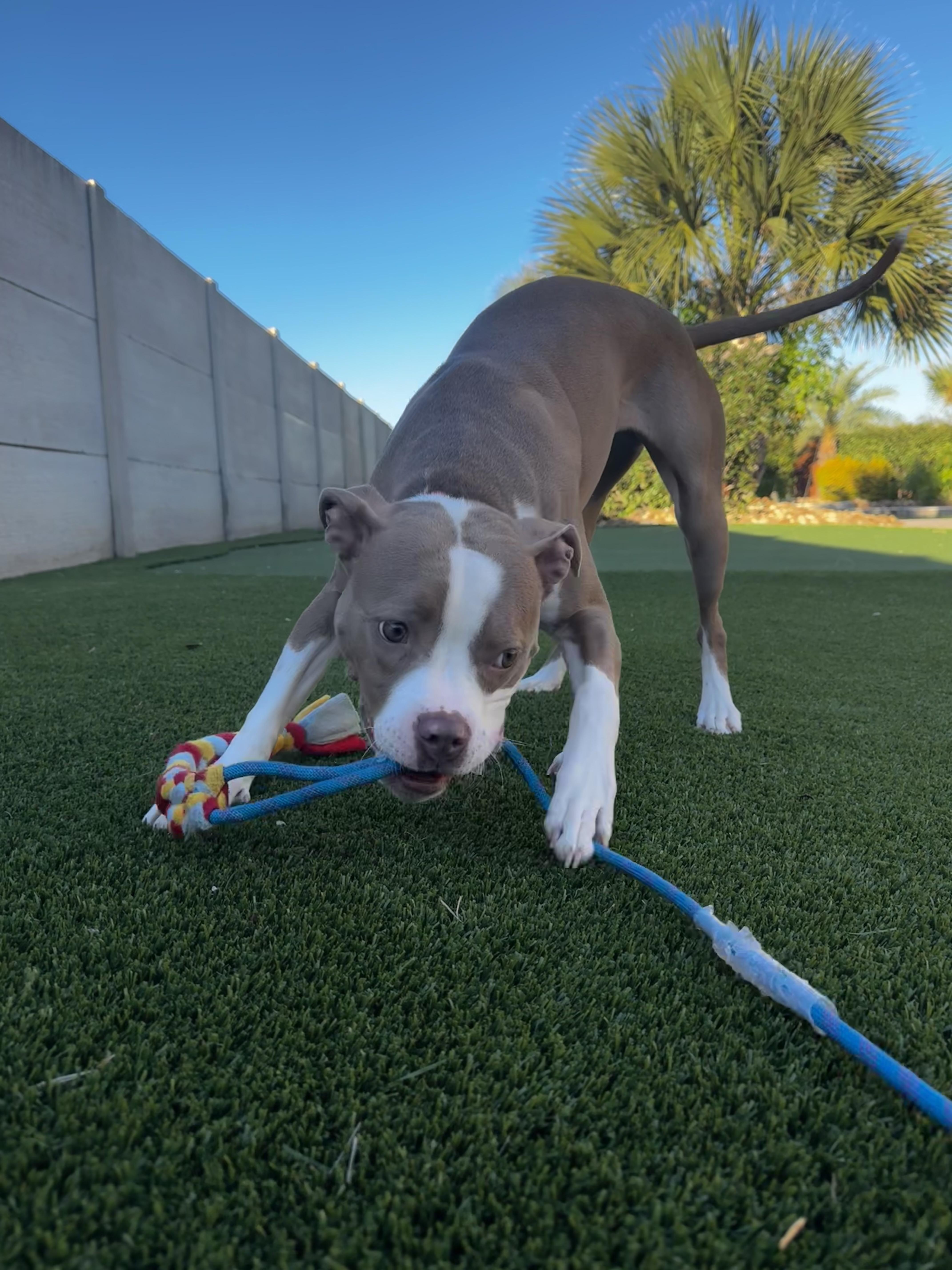 Iris, an adoptable mixed breed in Seattle, WA image 5/5