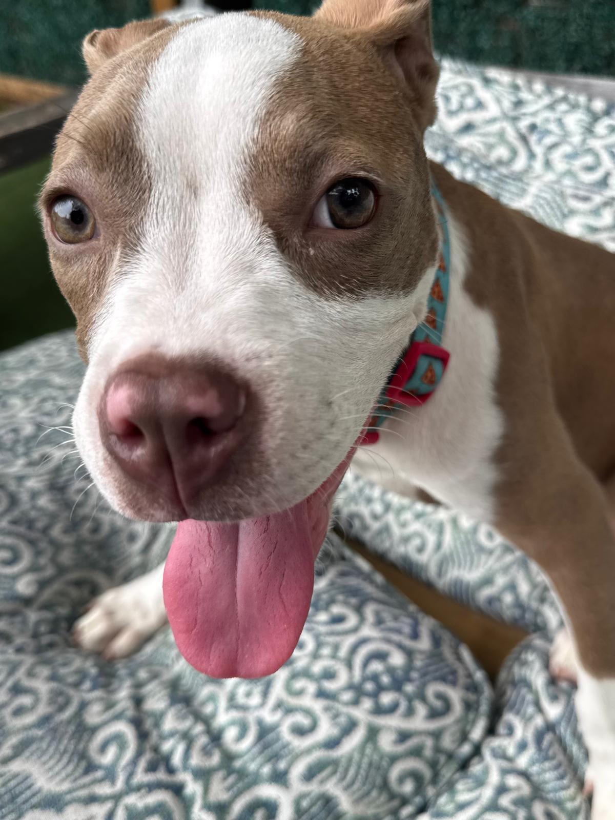 Enlarge Iris, an adoptable mixed breed in Seattle, WA image 5/5