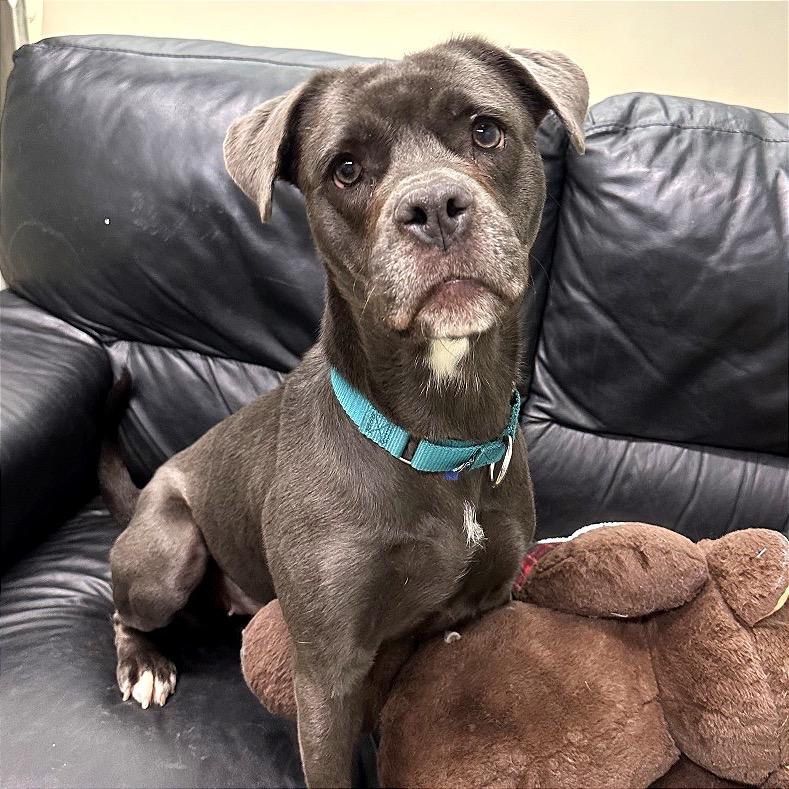 Pixie, Adoptable, Adult Female Mixed Breed.