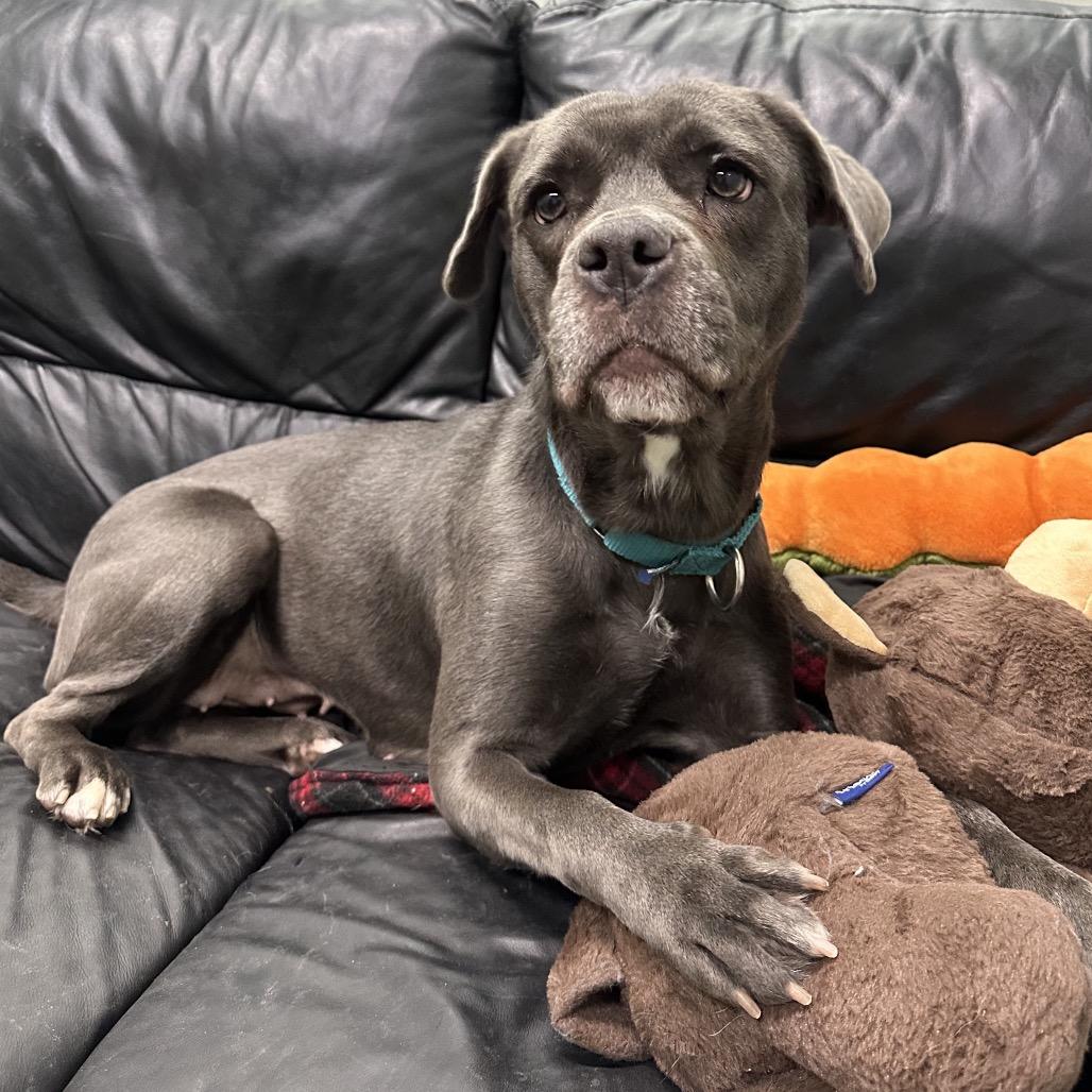 Enlarge Pixie, a Adoptable Mixed Breed in Skokie, IL image 2/6